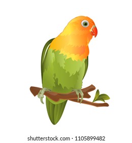 Parrot Agapornis lovebird tropical bird  standing on a branch on a white background vector illustration editable hand draw