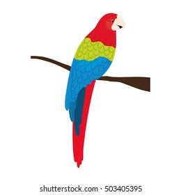 parrot animal bird