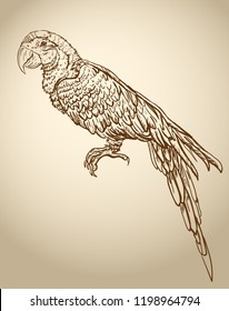 Parrot Ara colorful tropical bird vector vintage illustration, line art for coloring book page