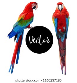 Parrot Ara Hand Drawn Vector Set