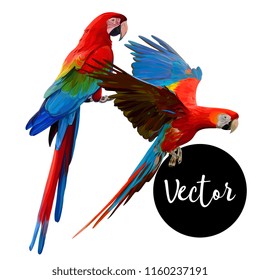 Parrot Ara Hand Drawn Vector Set