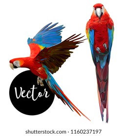 Parrot Ara Hand Drawn Vector Set