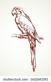 Parrot bird icon. Vector drawing