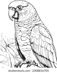 Parrot bird illustration, cute parrot coloring page for kids and adult, parrot mascot logo, parrot bird vector design