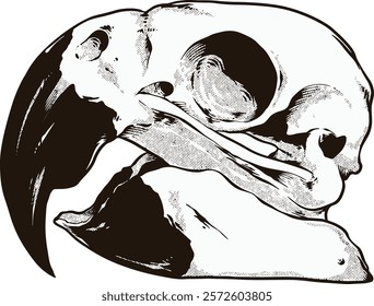 Parrot Bird Skull Digital Hand drawn Line art Sketch Vector illustration black and white