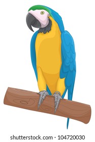 Parrot bird vector illustration