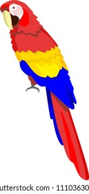 Parrot Bird Vector Illustration