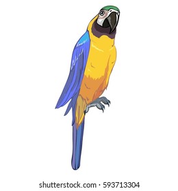parrot bird - vector illustration