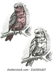 
Parrot bird wildlife jungle graphic illustration hand drawn isolated on white background Beautiful tropical bird