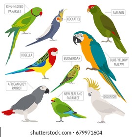 Parrot breeds icon set flat style isolated on white. Pet birds collection. Create own infographic about pets. Vector illustration