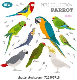 Icono de razas loro conjunto de estilo plano aislado en blanco. Colección de aves mascotas. Crear su propia infografía sobre mascotas. Ilustración del vector