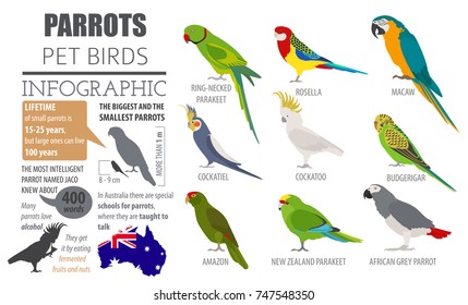 Parrot breeds icon set flat style isolated on white. Pet birds collection. Create own infographic about pets. Vector illustration