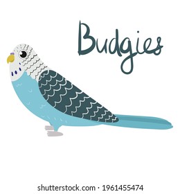 Parrot budgerigar in cartoon style on white background. Vector hand drawn illustration. Budgie parakeet.