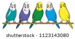 Parrot. Budgerigar. Isolated birds on white background. Tropical birds. Vector illustration.