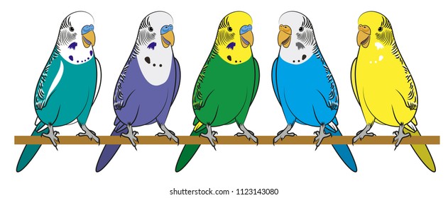 Parrot. Budgerigar. Isolated birds on white background. Tropical birds. Vector illustration.