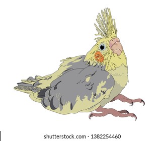 Parrot chick of cockatiel (Nymphicus hollandicus, corella) in color on isolated white background. Vector illustration.