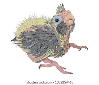 Parrot chick of cockatiel (Nymphicus hollandicus, corella) in color on isolated white background. Vector illustration.