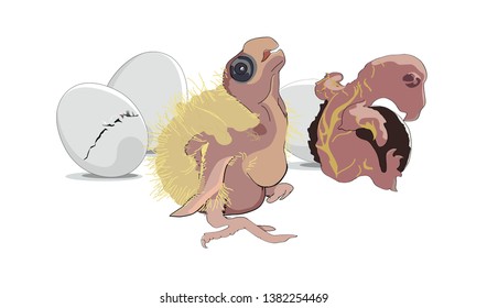 Parrot chicks and eggs of cockatiel (Nymphicus hollandicus, corella) in color on isolated white background. Vector illustration.