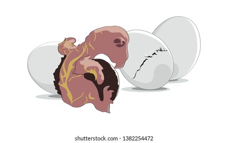 Parrot chicks and eggs of cockatiel (Nymphicus hollandicus, corella) in color on isolated white background. Vector illustration.