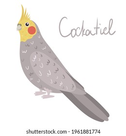 Parrot Cockatiel in cartoon style on white background. Vector hand drawn illustration. Nymphicus hollandicus parakeet.