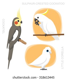 Parrot Cockatiel Corella Cockatoo Cartoon Vector Illustration