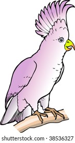 The parrot cockatoo.