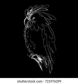 parrot cockatoo drawing, sketch, illustration