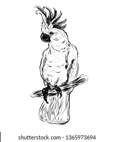 parrot cockatoo, cockatoo, tropical birds, cockatoo graphics, skit, bird, bird of paradise, best prints on t-shirt, vector, black and white graphics, hand-drawn, outline