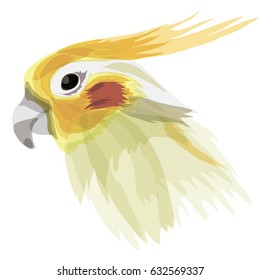 parrot cockatoo, vector, illustration