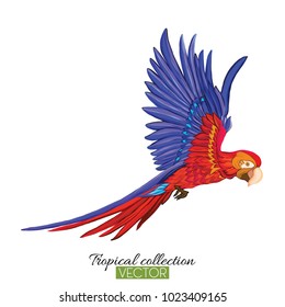 Parrot. Colorful vector illustration without transparent and gra