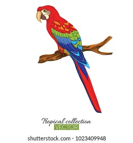Parrot. Colorful vector illustration without transparent and gradients.