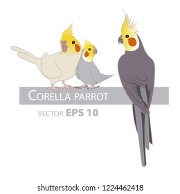 Parrot. Corella parrot. Isolated birds on white background. Tropical birds. Vector illustration.