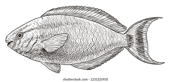 Parrot fish illustration, drawing, engraving, ink, line art, vector