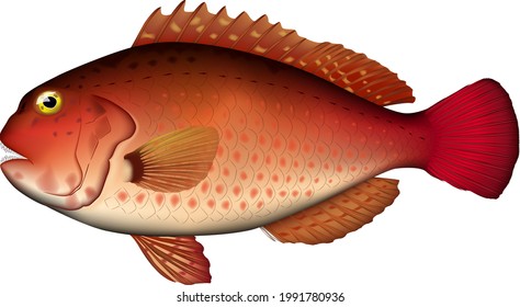 Ilustración realista de "peces loro". formato EPS vectorial.