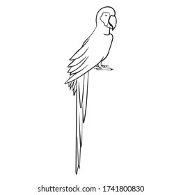 parrot graphic design vector illustration, icon, art sketch, bird symbol, hand drawn, use in print