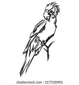 parrot graphic design vector illustration, art tattoo sketch, hand draw, print use