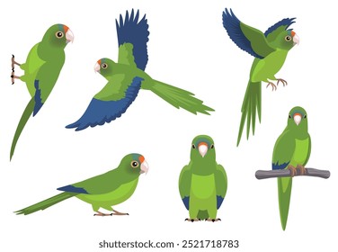 Parrot Half-Moon Conure Poses Bird Vector Illustration