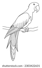 Parrot - hand drawn black and white vector illustration.