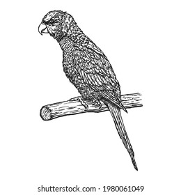 Parrot, hand drawn in ink realistic sketch. Exotic tropical bird sitting on branch. Outline graphic design in vintage style. Black and white drawing bird. Isolated image of animal. Jungle fauna. 