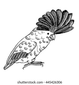 Parrot. Hand drawn vector stock illustration. Black and white whiteboard drawing.