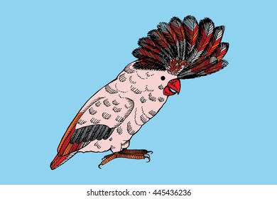 Parrot. Hand drawn vector stock illustration.