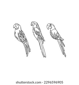 conjunto de vectores de ilustraciones de doodle de mano de loro