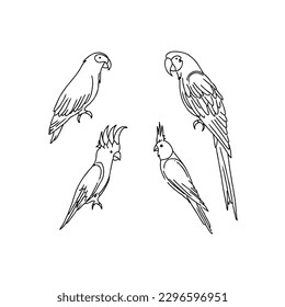 parrot handrawn doodle illustrations vector set