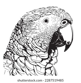 Parrot head hand drawn sketch illustration Exotic birds