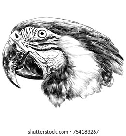parrot head sketch vector graphics monochrome colored drawing
