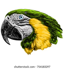 parrot head sketch vector graphics color picture