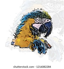 Parrot head vector colorful realistic hand-drawn sketch style isolated illustration with big transparent parrot background