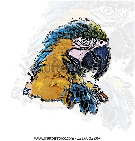 Parrot head vector colorful realistic hand-drawn sketch style isolated illustration with big transparent parrot background