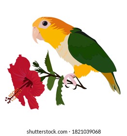 parrot holding a hibiscus flower in its paw vector stock illustration. A macaw bird with bright tropical colors of wings and feathers, soft red petals of an exotic flower. Poster the jungle. Isolated 