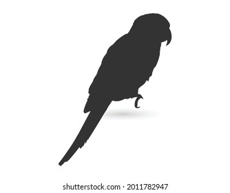 parrot icon, From pet, vet and veterinary icon, Animal icon